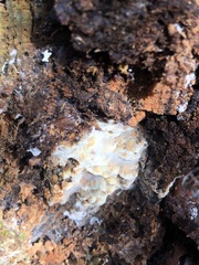 Neoantrodia serialis