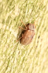 Demotina modesta