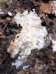 Neoantrodia serialis