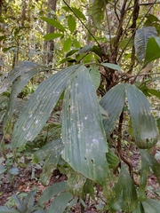 Cyclanthaceae