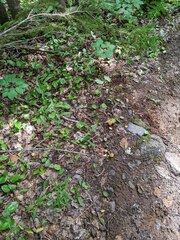 Cantharellus enelensis