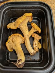 Cantharellus enelensis