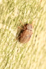 Demotina modesta