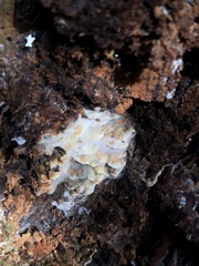 Neoantrodia serialis