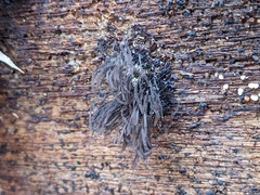 Stemonitis splendens