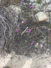 Polygala umbellata