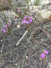 Polygala umbellata