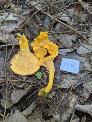 Cantharellus enelensis