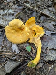 Cantharellus enelensis