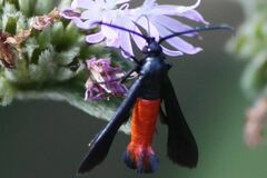 Synanthedon geliformis
