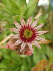 Sempervivum