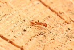 Temnothorax schaumii