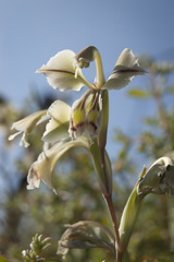 Gladiolus orchidiflorus