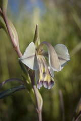 Gladiolus orchidiflorus