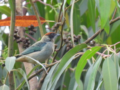 Stilpnia vitriolina