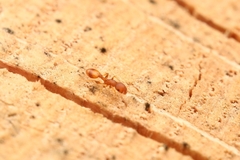 Temnothorax schaumii