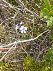 Pelargonium elegans