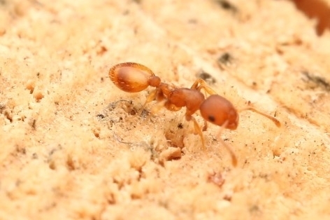 Acorn Ants