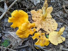 Cantharellus enelensis