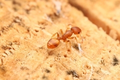 Temnothorax schaumii