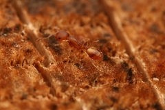 Temnothorax schaumii