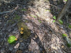 Cantharellus enelensis