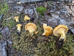 Cantharellus enelensis