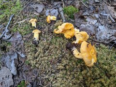 Cantharellus enelensis