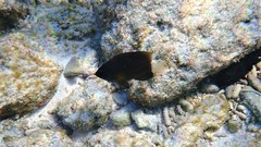 Pomacentrus chrysurus