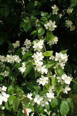 Philadelphus