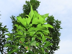 Chionanthus peglerae