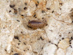 Chaetophiloscia cellaria