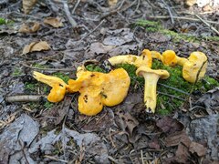 Cantharellus enelensis
