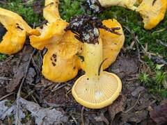 Cantharellus enelensis