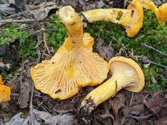 Cantharellus enelensis