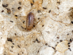 Chaetophiloscia cellaria