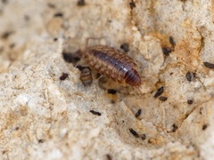 Chaetophiloscia cellaria