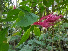 Justiciinae