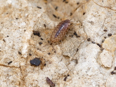 Chaetophiloscia cellaria