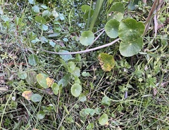 Hydrocotyle verticillata