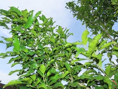 Chionanthus peglerae