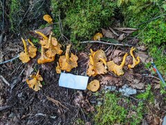 Cantharellus enelensis
