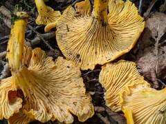 Cantharellus enelensis