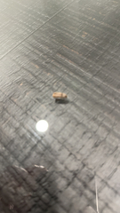 Plodia interpunctella