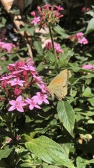 Colias lesbia