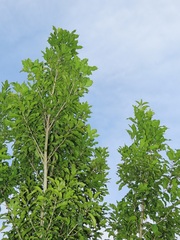 Chionanthus peglerae