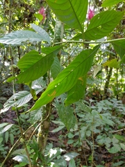 Justiciinae