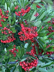 Pyracantha