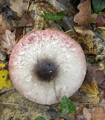 Agaricus hondensis