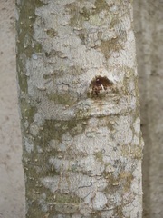Chionanthus peglerae